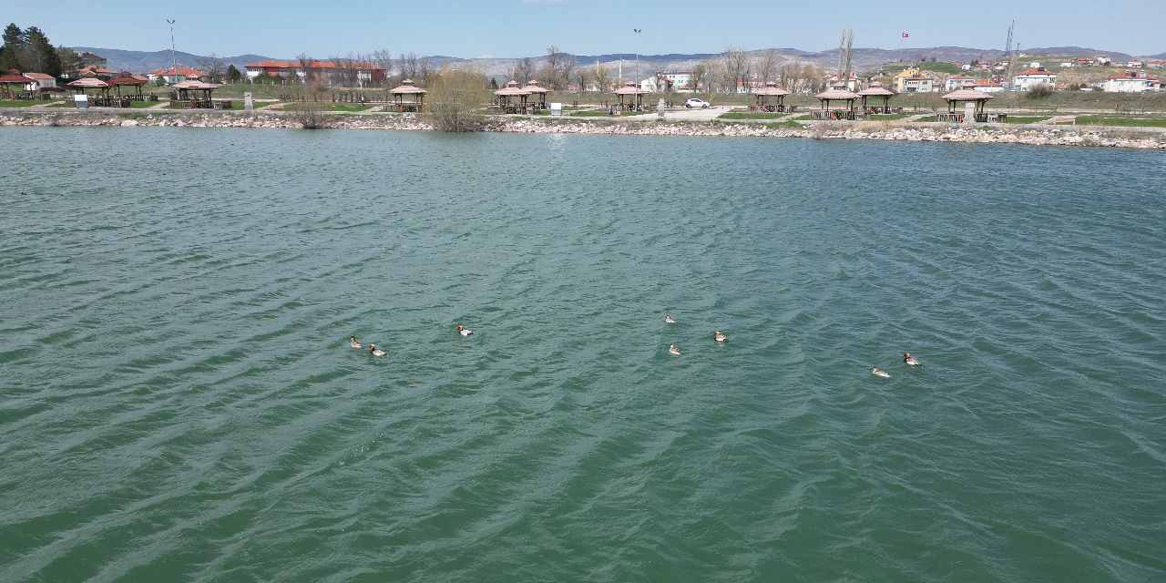 Sivas’ta 8 Elmabaş Ördeği Bir Arada Görüldü: Vatandaşlar Sevindi