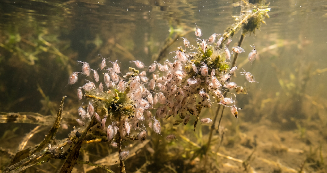 Çarpıcı Araştırma: İklim Değişikliği Türleri Tehdit Altında Bırakıyor